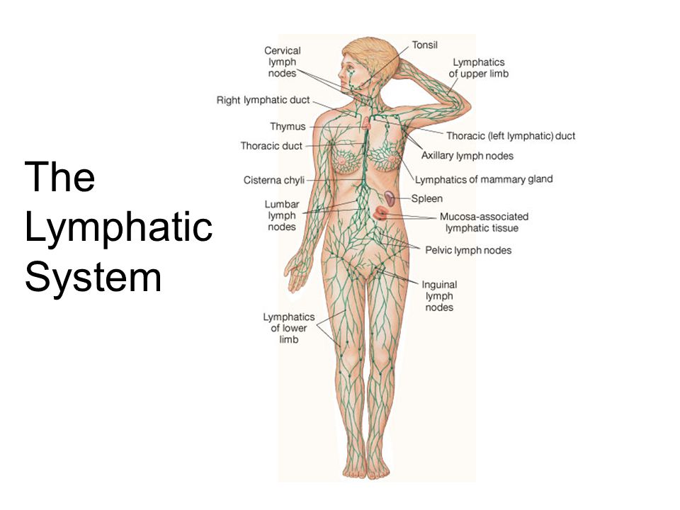 Lymphatic System | Functional Medicine | Coast Chiropractic Clinic Hove